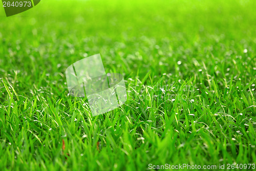 Image of Green grass