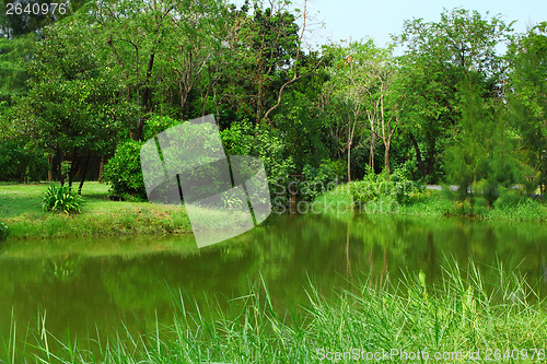 Image of Forest with lake