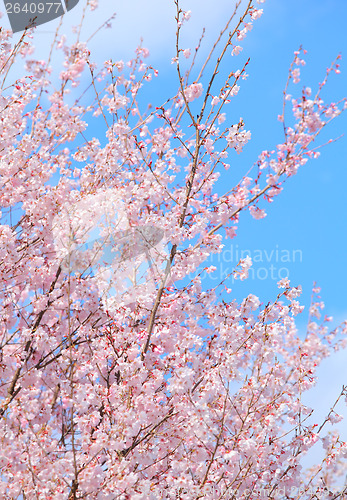 Image of Sakura tree