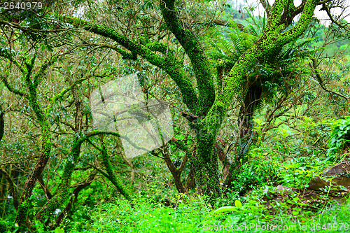 Image of Tropical forest