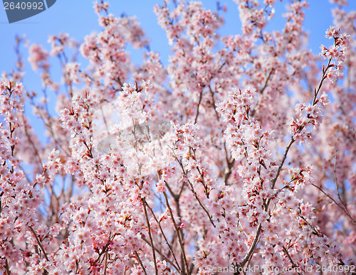 Image of Cherry tree in Japan