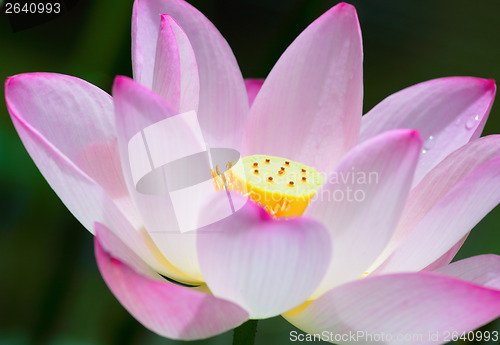 Image of Lotus flower close up