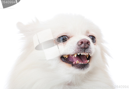 Image of White pomeranian dog barking