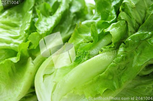 Image of Lettuce texture