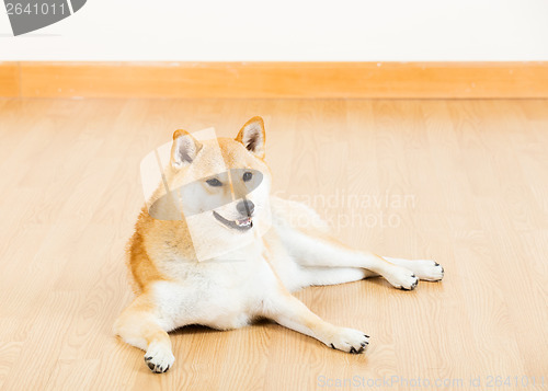 Image of Shiba