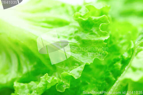Image of Lettuce texture