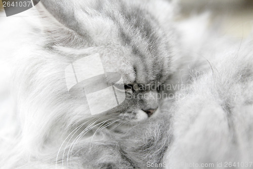 Image of Persian cat