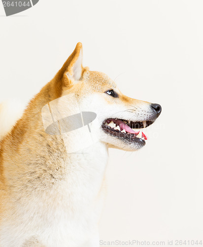 Image of Brown shiba side profile