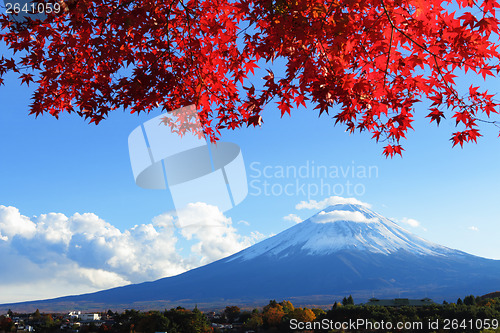 Image of Mountain Fuji with maple tree