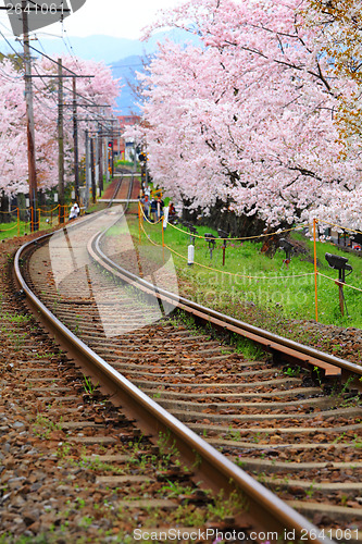 Image of Sakura tree and railroad