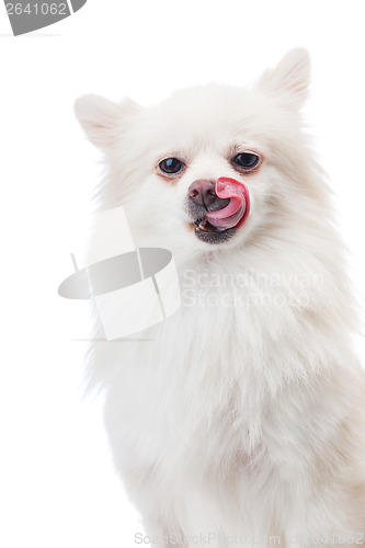 Image of White pomeranian dog with tongue and isolated on white