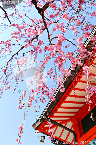 Image of Japanese temple and sakura