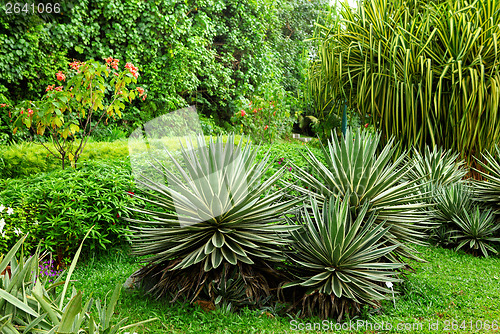 Image of Green plant in garden