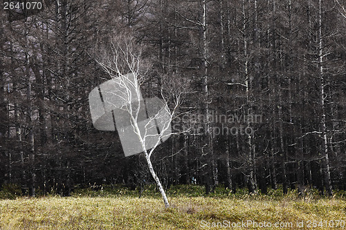 Image of Pine tree forest