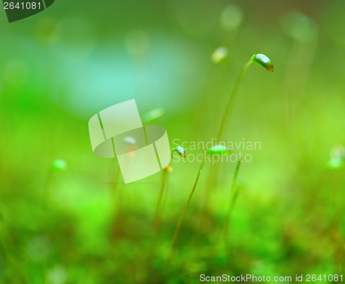Image of Green grass close up