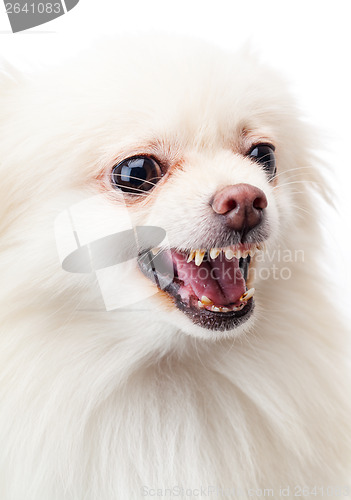 Image of White pomeranian angry barking