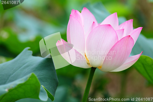 Image of Lotus flower