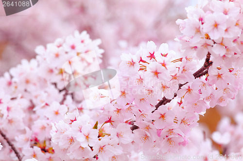 Image of Sakura in pink