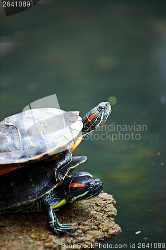 Image of Tortoise