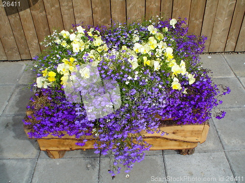 Image of flowers in  box