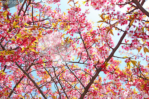 Image of Sakura tree