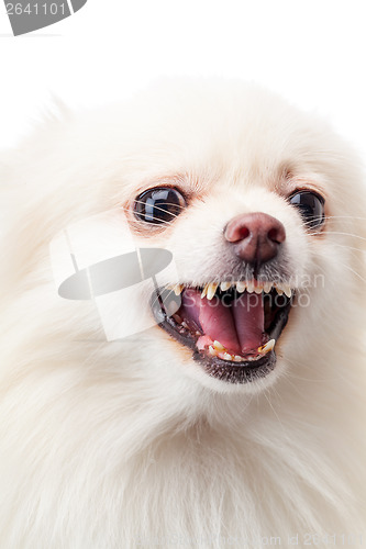 Image of White pomeranian barking