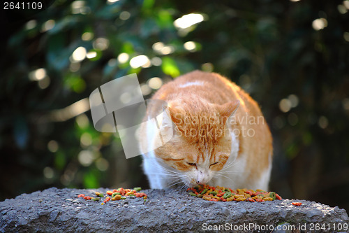 Image of Street cat feeding