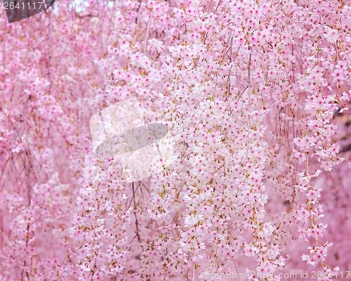 Image of Cherry sakura