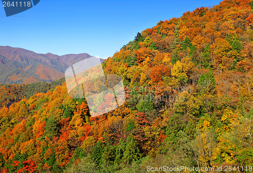Image of Colouful mountain during Autumn season