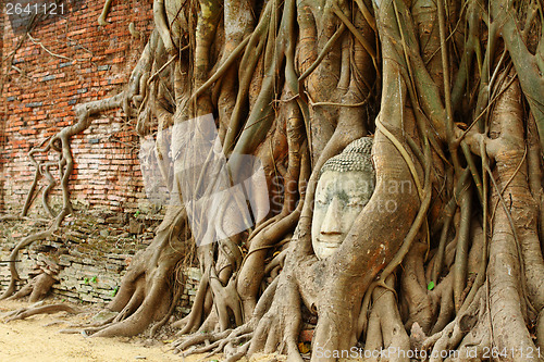 Image of Buddha head in old tree