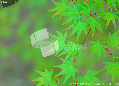 Image of Maple tree