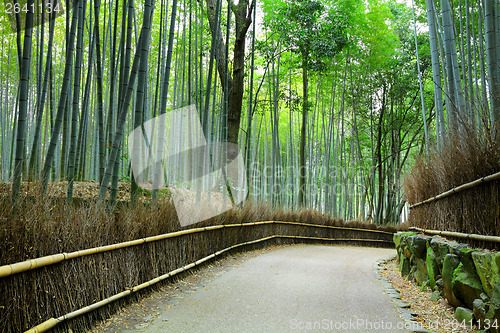 Image of Bamboo forest in Kyoto at Japan