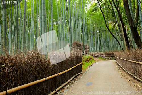 Image of Road in Bamboo forest