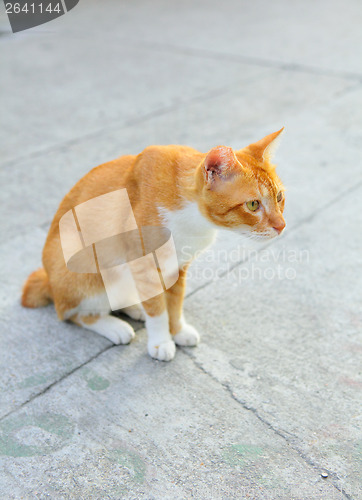 Image of Cat on street