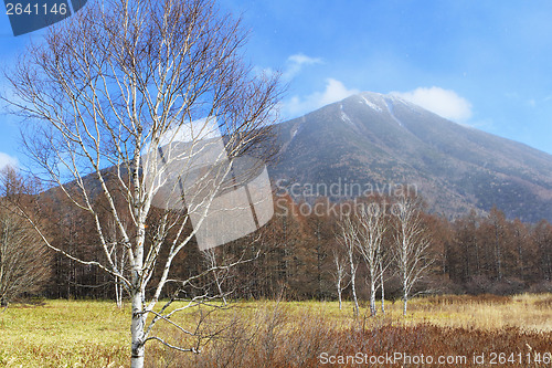 Image of Autumn forest