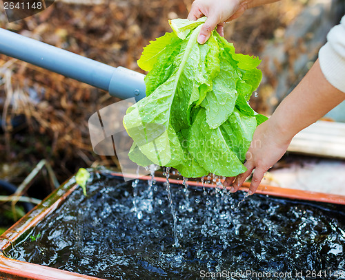 Image of Washing green lettuce