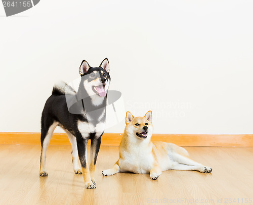 Image of Shiba dogs