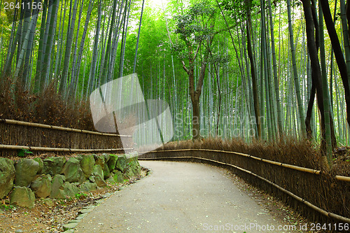 Image of Bamboo forest in Kyoto