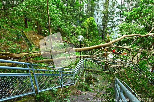 Image of Tree collapse after typhoon