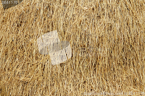 Image of Dried reed