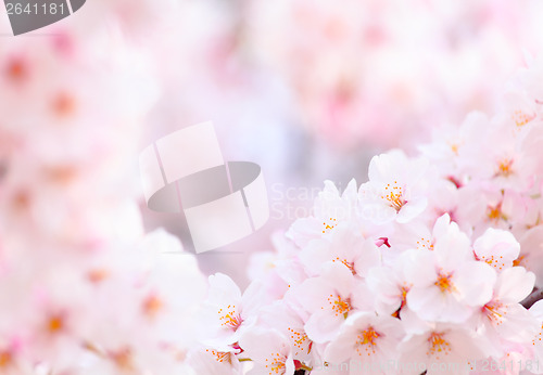 Image of Sakura close up