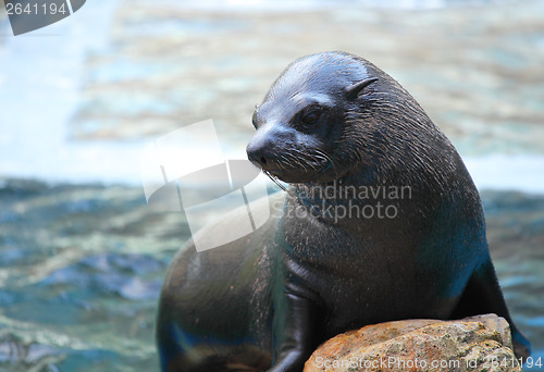 Image of Sea lion on rock