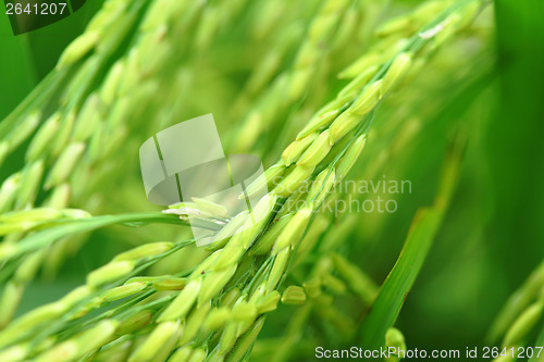 Image of Paddy rice