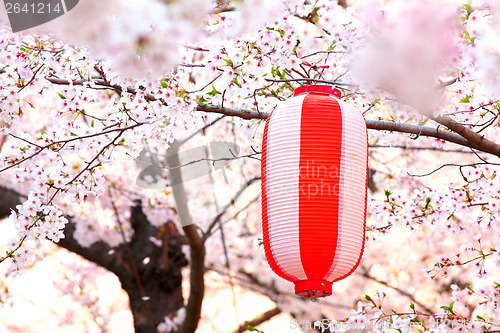 Image of Japanese lantern with sakura