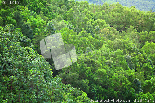 Image of Forest from top view