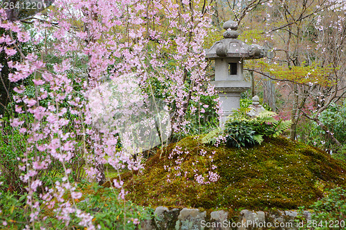 Image of Sakura in Japanese garden