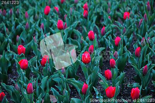 Image of Red tulip field