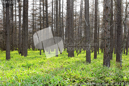 Image of Pine tree forest