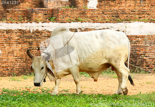 Image of White cow