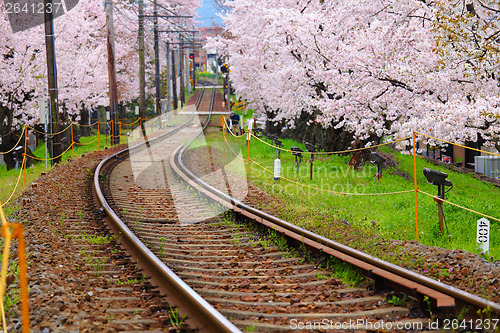 Image of Sakura tree and train track